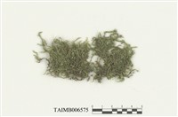 藏品(長葉鱗葉苔)的圖片